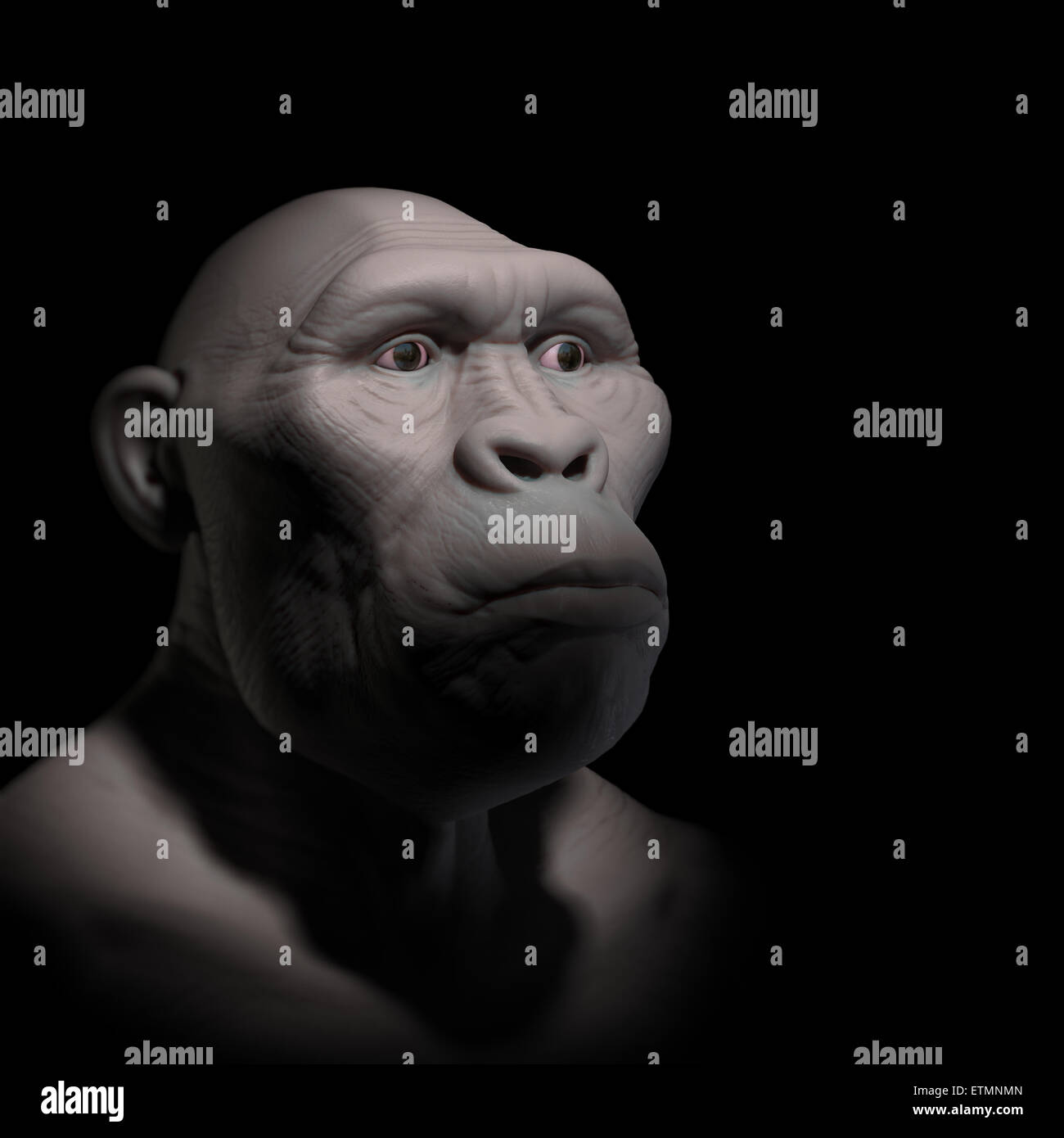 Depiction of an Australopithecus, an extinct genus of hominids and early ancestor to Homo Sapiens. Stock Photo