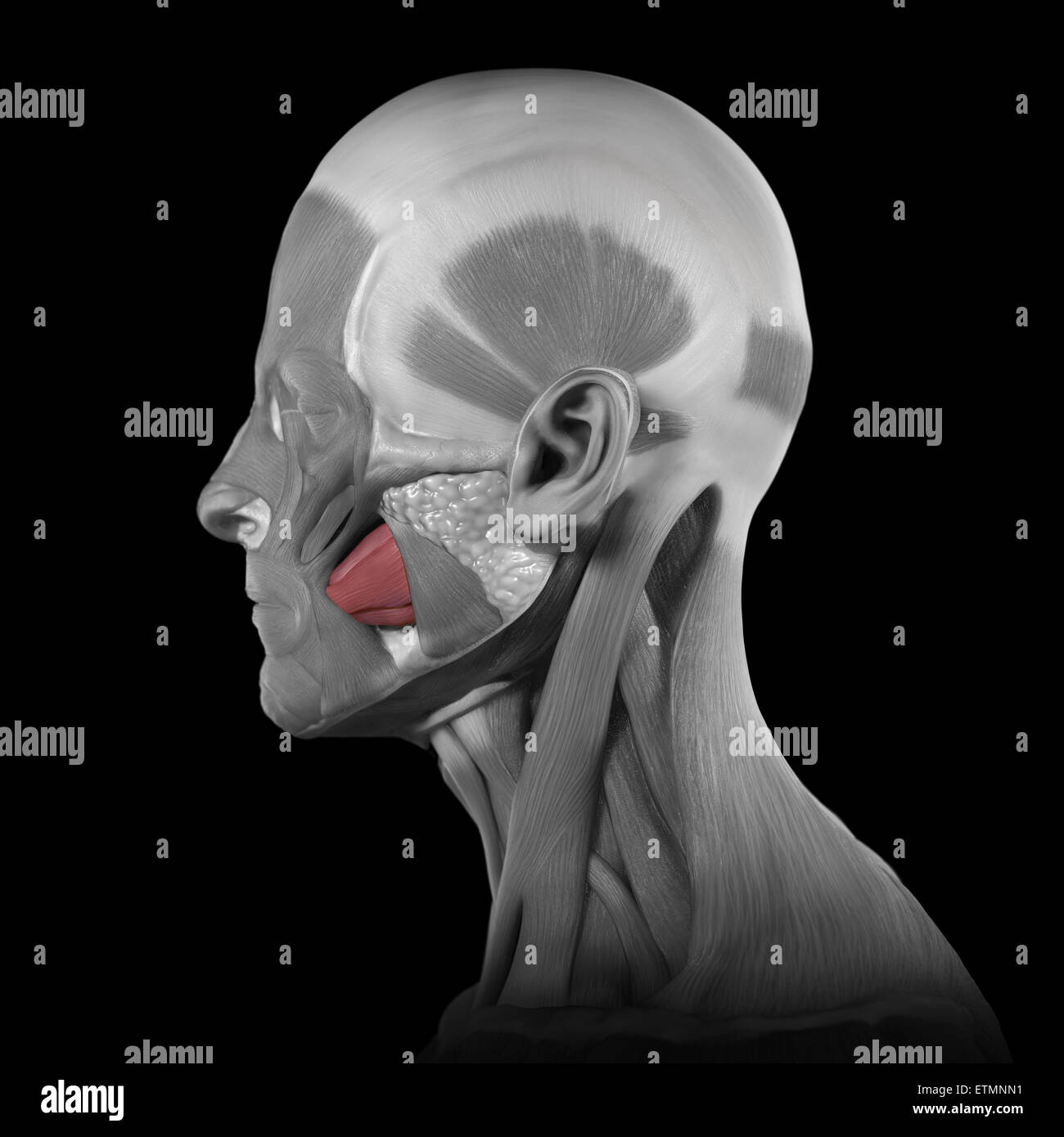 Conceptual image of the muscles of the face with the buccinator muscles