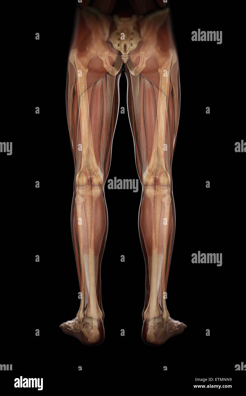 Illustration of the musculature and skeletal structure of the legs, visible through skin. Stock Photo