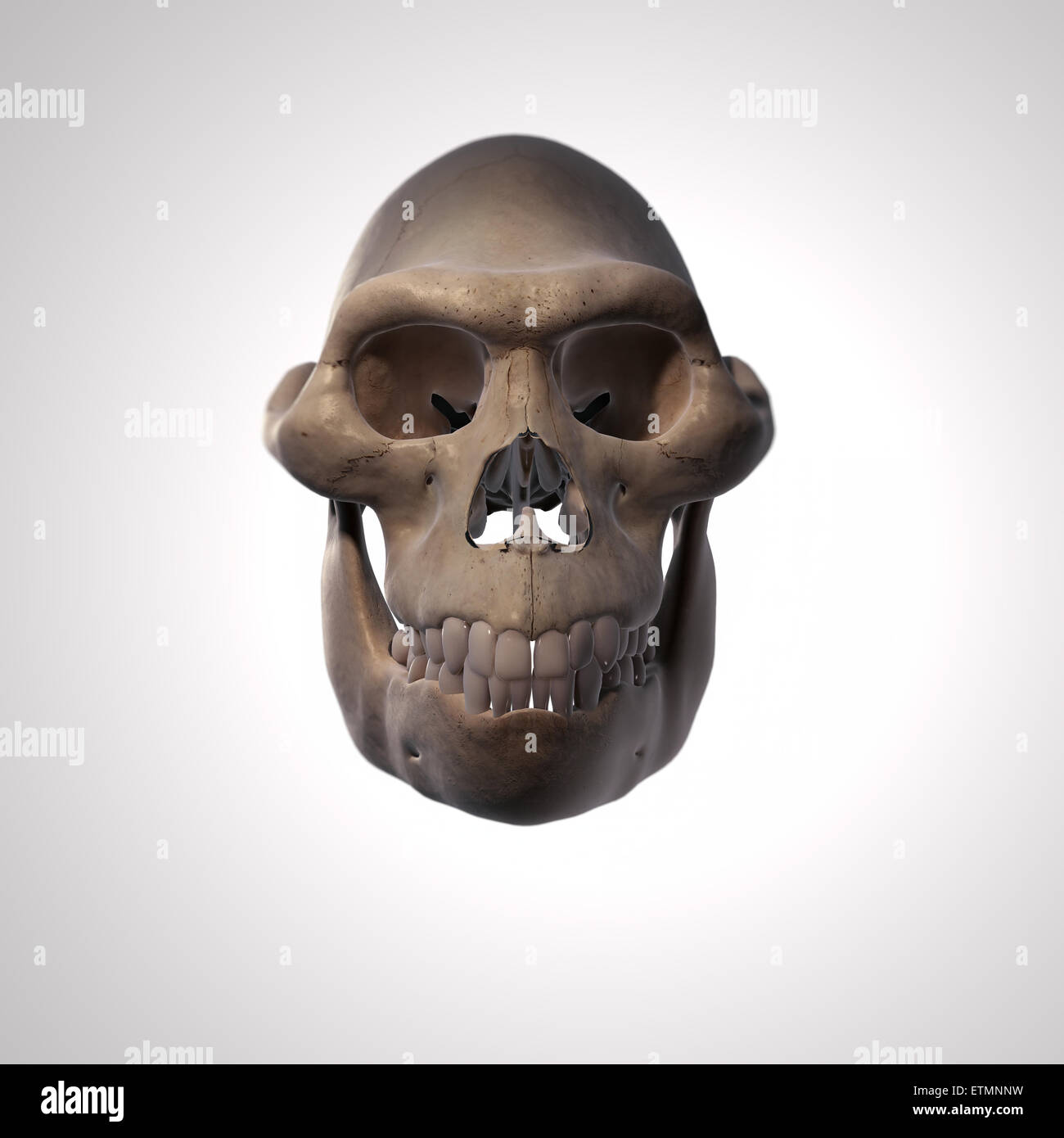 Illustration of an Australopithecus skull.  Australopithecus is an extinct genus of hominids and early ancestor to Homo Sapiens. Stock Photo