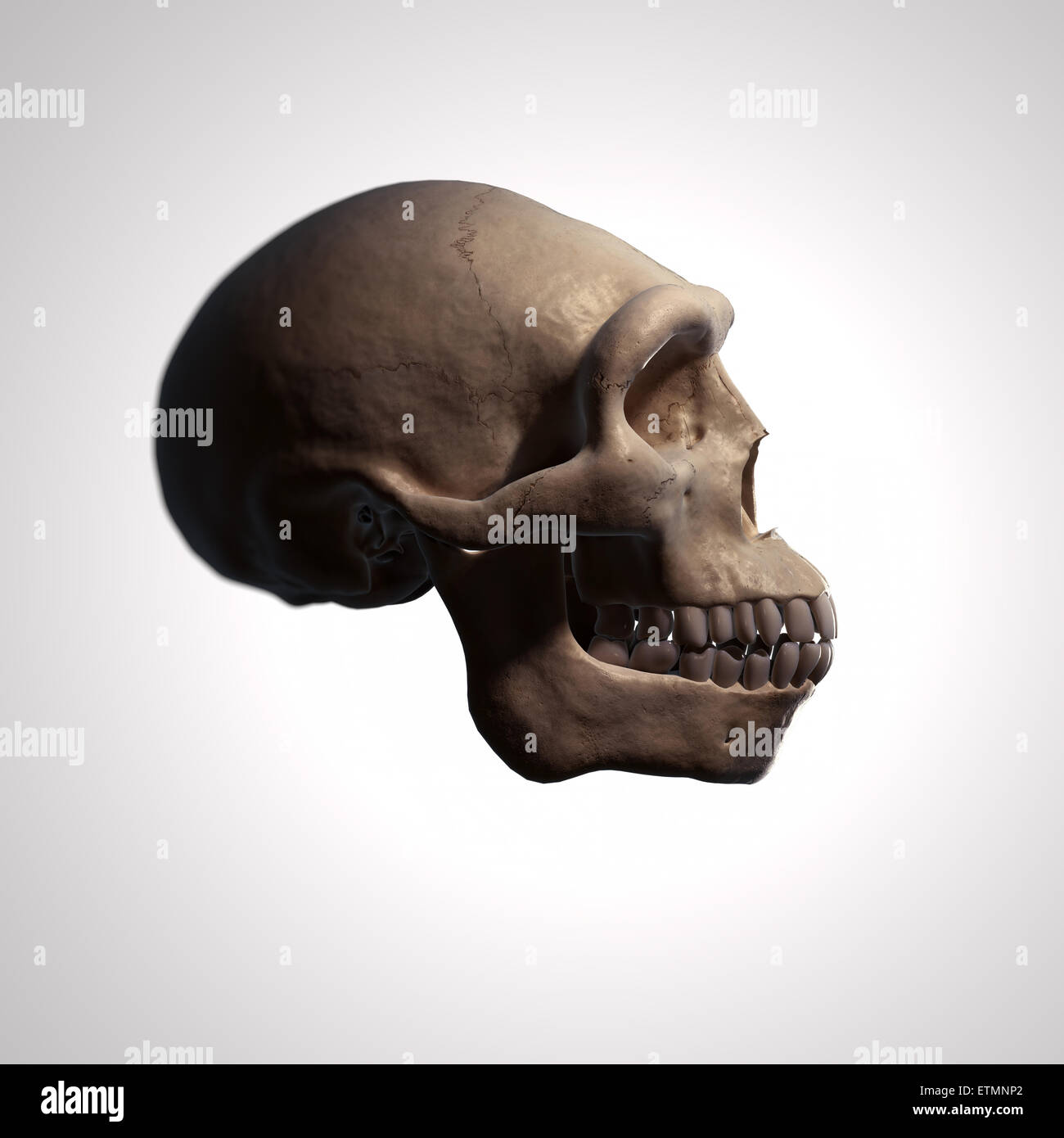 Illustration of a Homo Erectus skull.  Homo Erectus is an extinct genus of hominids and ancestor to Homo Sapiens. Stock Photo