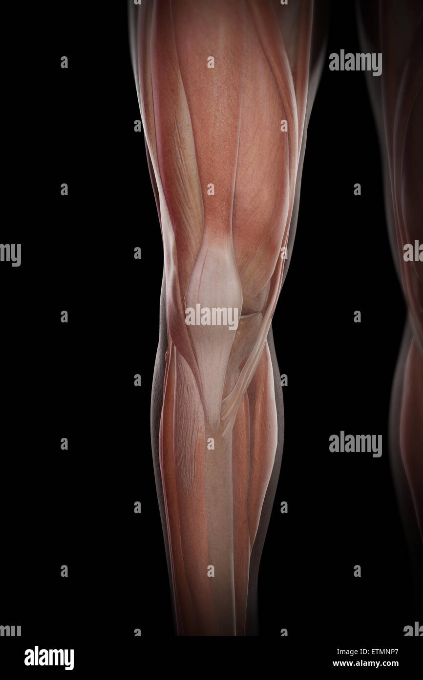 Illustration of the musculature and skeletal structure of the lower legs, visible through skin. Stock Photo