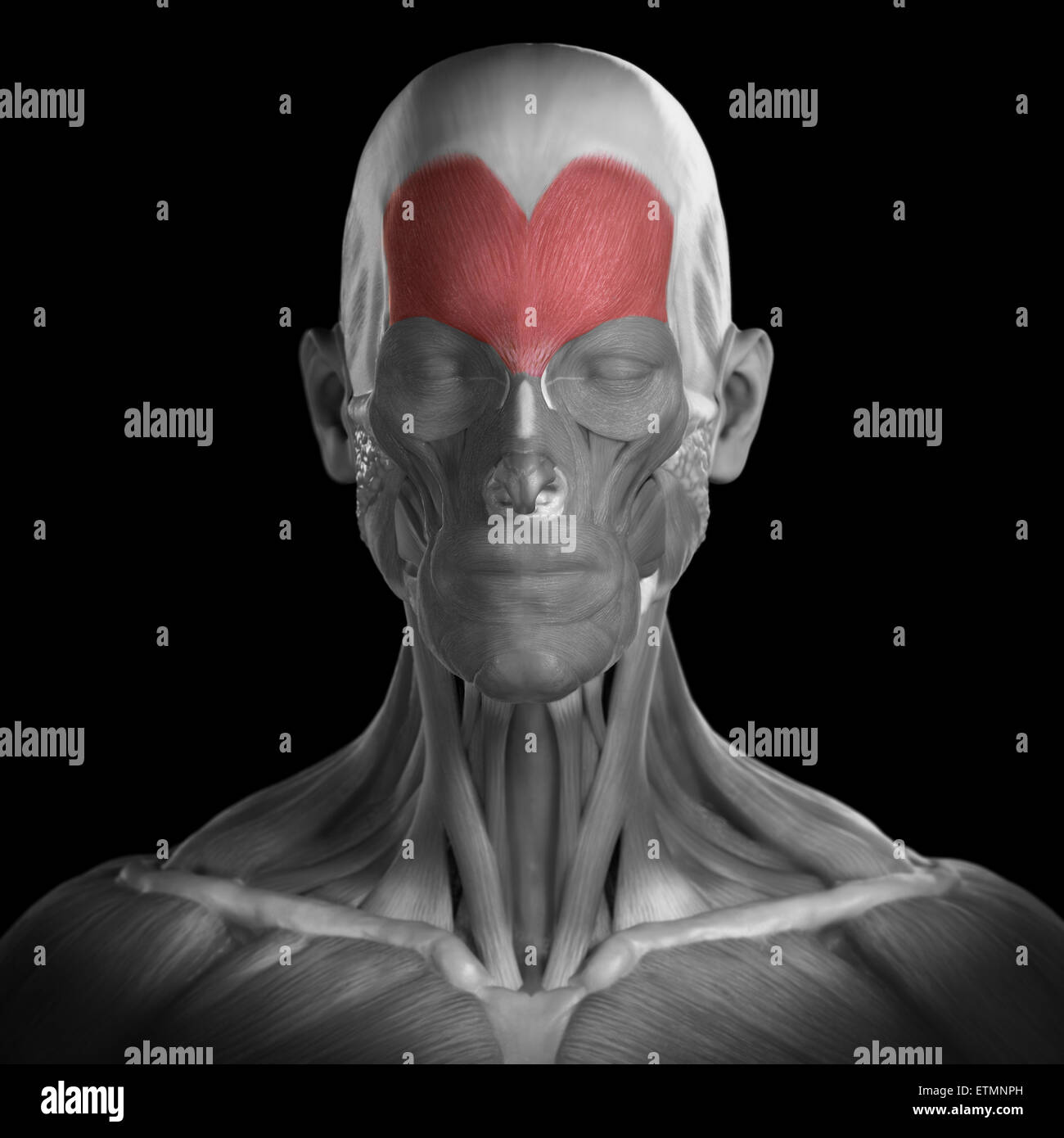 Conceptual image of the muscles of the face with the occipitofrontalis muscles highlighted. Stock Photo