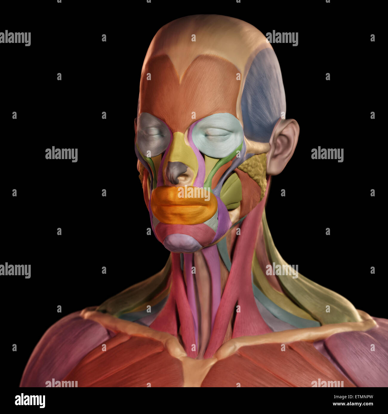 muscles of the face