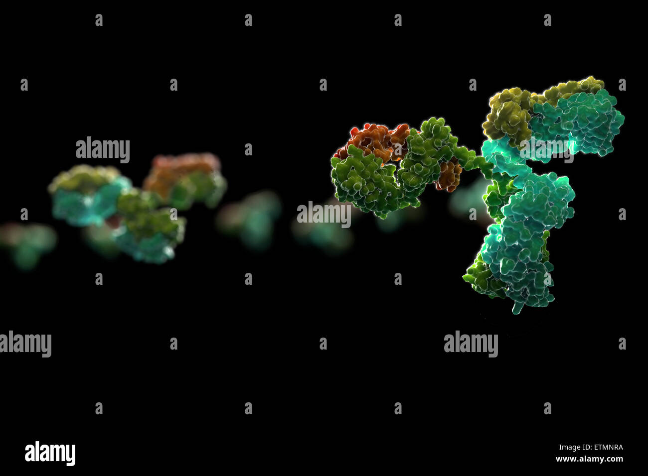 Stylized illustration of y-shaped antibody 1IGT, part of the human immune system. Stock Photo