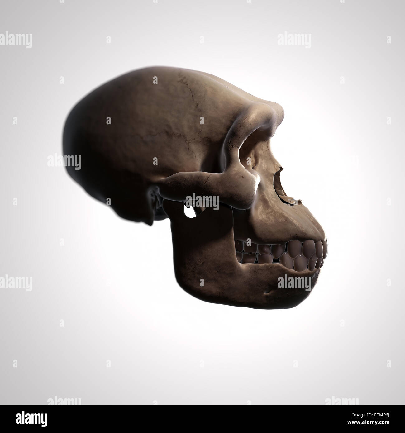 Illustration of a Homo Habilis skull.  Homo Habilis is an extinct genus of hominids and ancestor to Homo Sapiens. Stock Photo