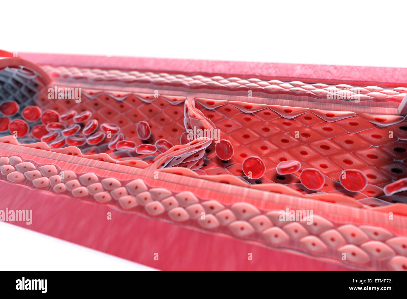 Illustration showing a vein with a cutaway section to reveal the internal anatomy, including valves and blood flow. Stock Photo