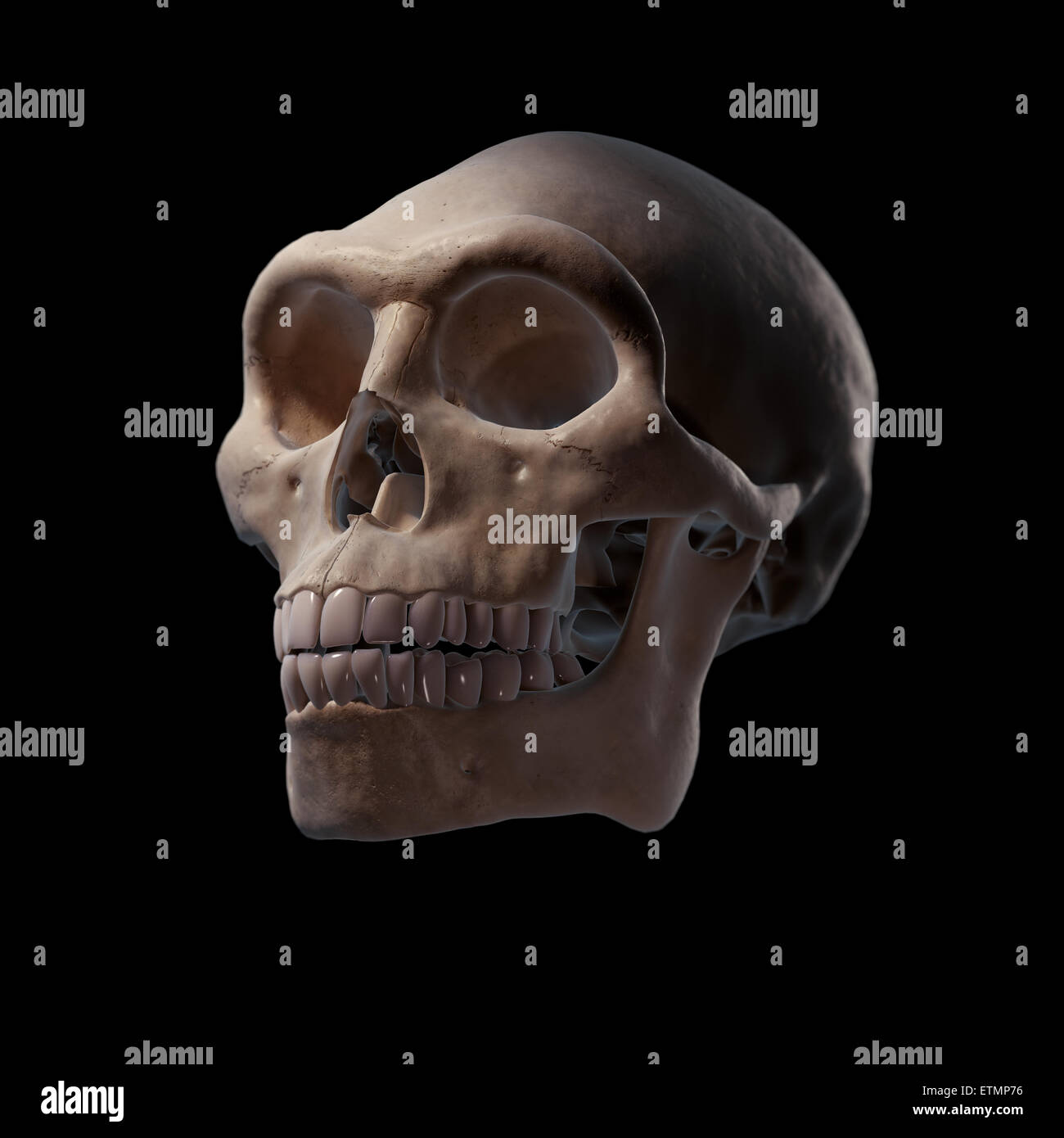 Illustration of a Homo Erectus skull.  Homo Erectus is an extinct genus of hominids and ancestor to Homo Sapiens. Stock Photo