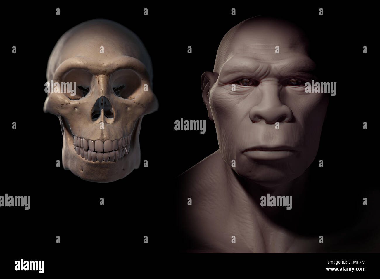 Depiction of a Homo Erectus next to a Homo Erectus skull for comparison. Homo Erectus is an extinct genus of hominids and ancestor to Homo Sapiens. Stock Photo