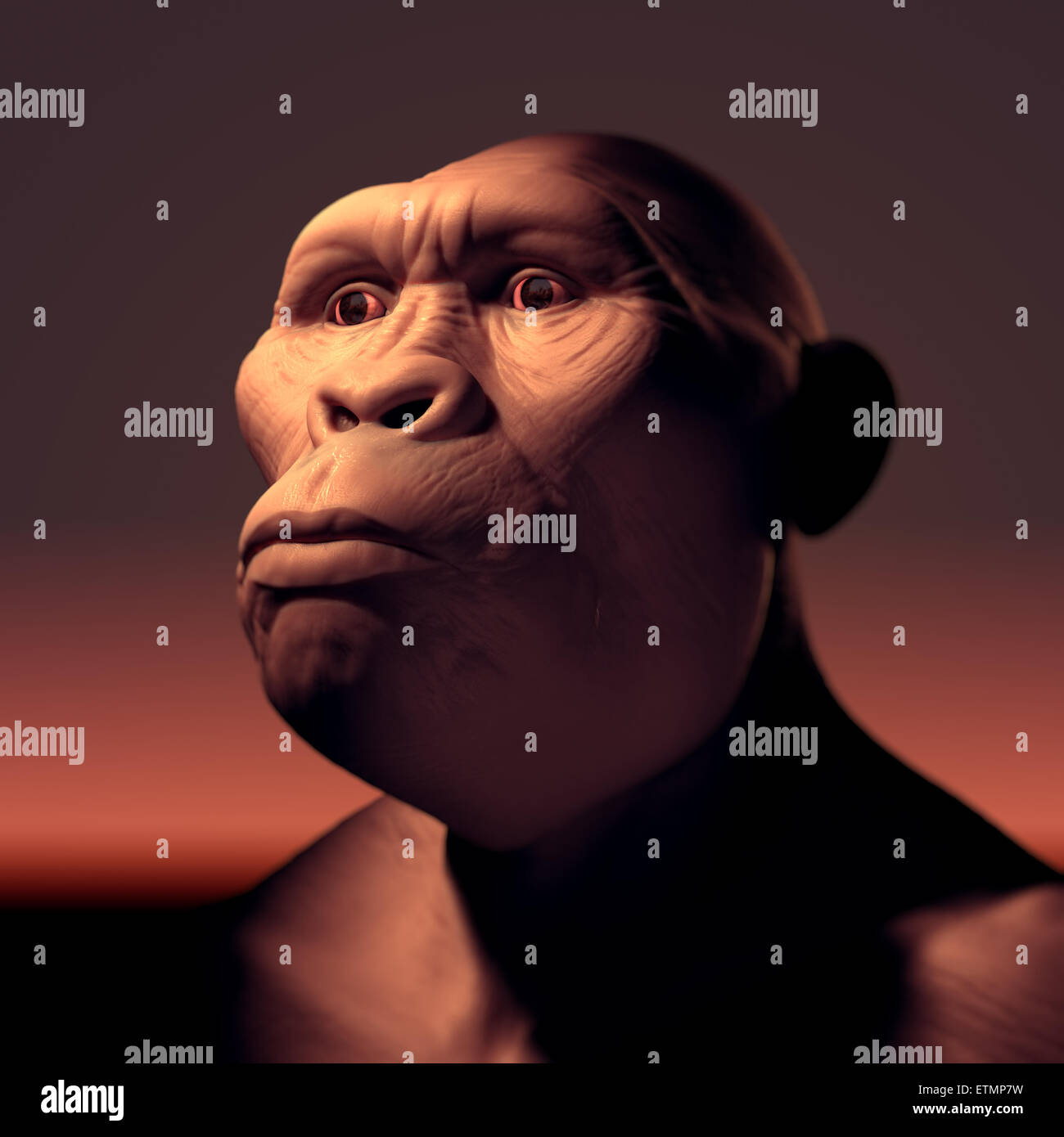 Depiction of an Australopithecus, an extinct genus of hominids and early ancestor to Homo Sapiens. Stock Photo
