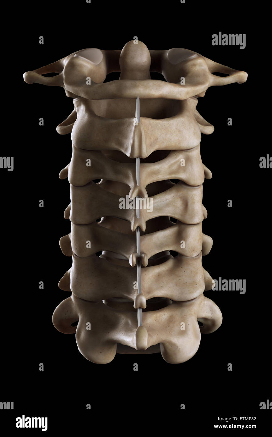 Illustration showing all seven cervical vertebrae. Stock Photo