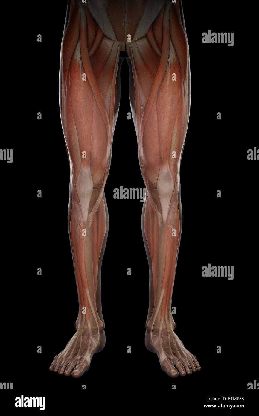 Illustration showing the musculature and skeletal structure of the legs, visible through skin. Stock Photo