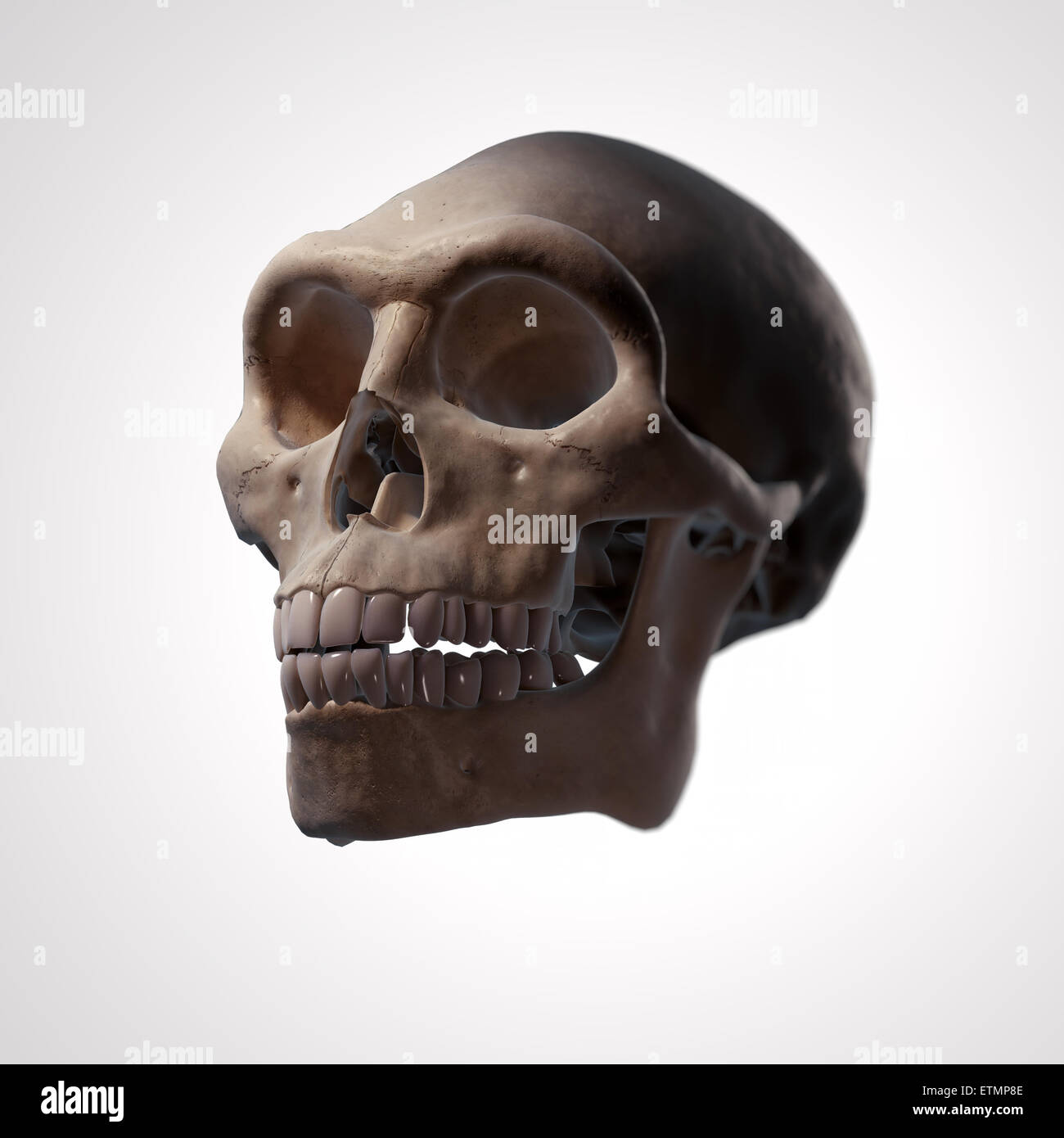 Illustration of a Homo Erectus skull.  Homo Erectus is an extinct genus of hominids and ancestor to Homo Sapiens. Stock Photo