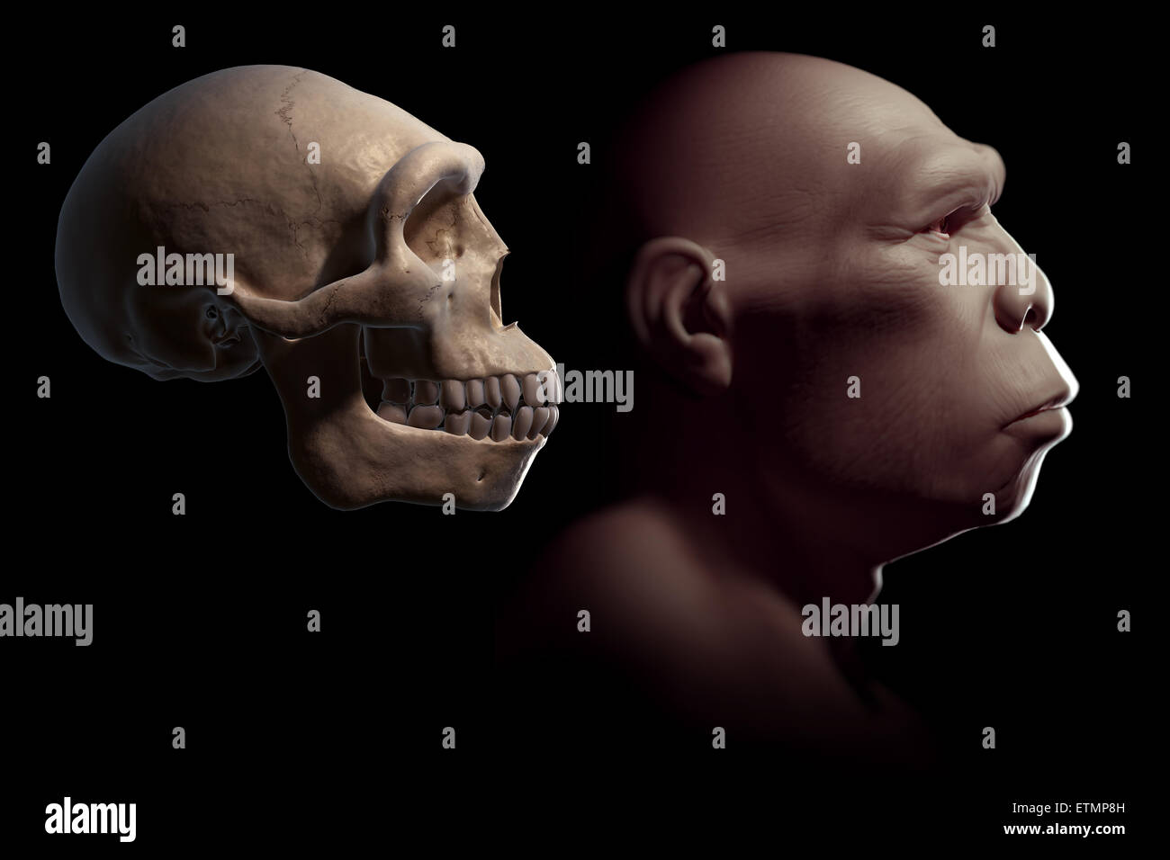 Depiction of a Homo Erectus next to a Homo Erectus skull for comparison. Homo Erectus is an extinct genus of hominids and ancestor to Homo Sapiens. Stock Photo