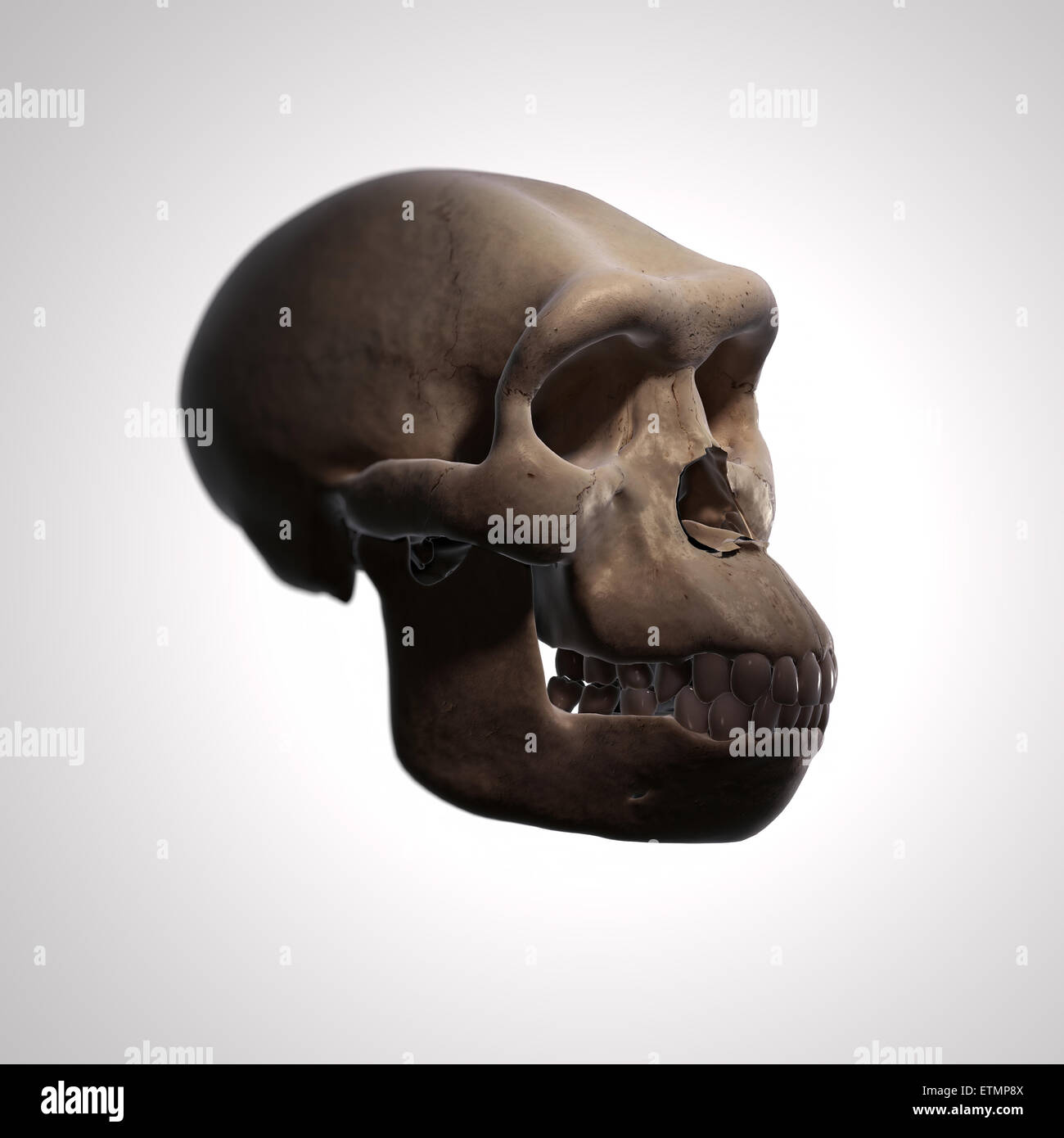 Illustration of a Homo Habilis skull.  Homo Habilis is an extinct genus of hominids and ancestor to Homo Sapiens. Stock Photo