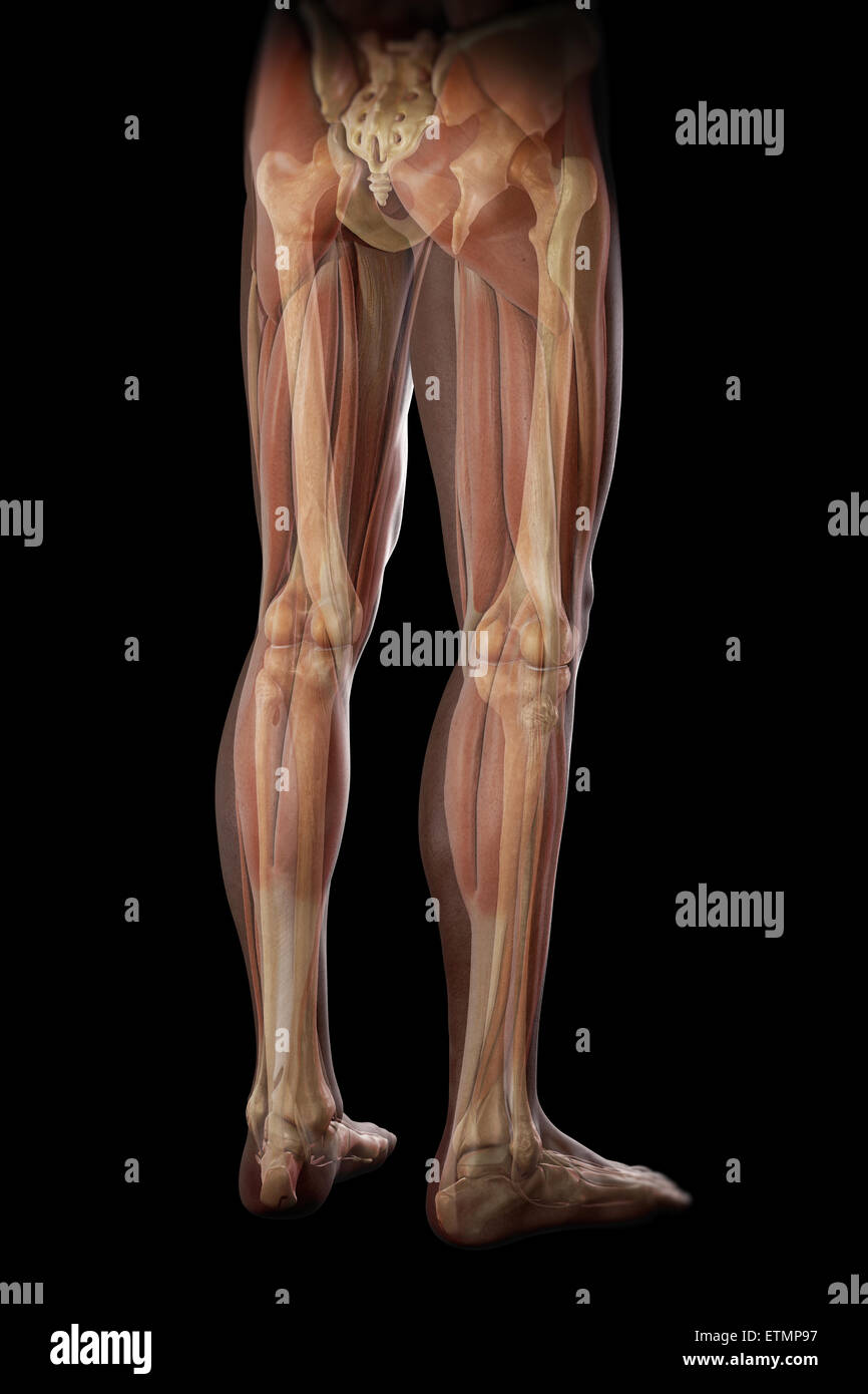 Illustration of the musculature and skeletal structure of the legs, visible through skin. Stock Photo