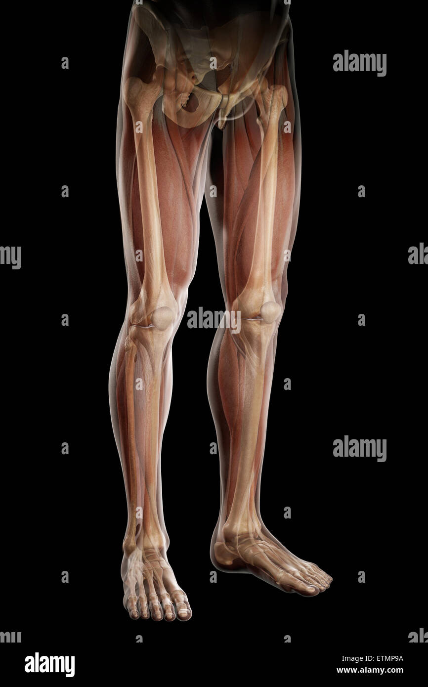 Illustration of the musculature and skeletal structure of the legs, visible through skin. Stock Photo