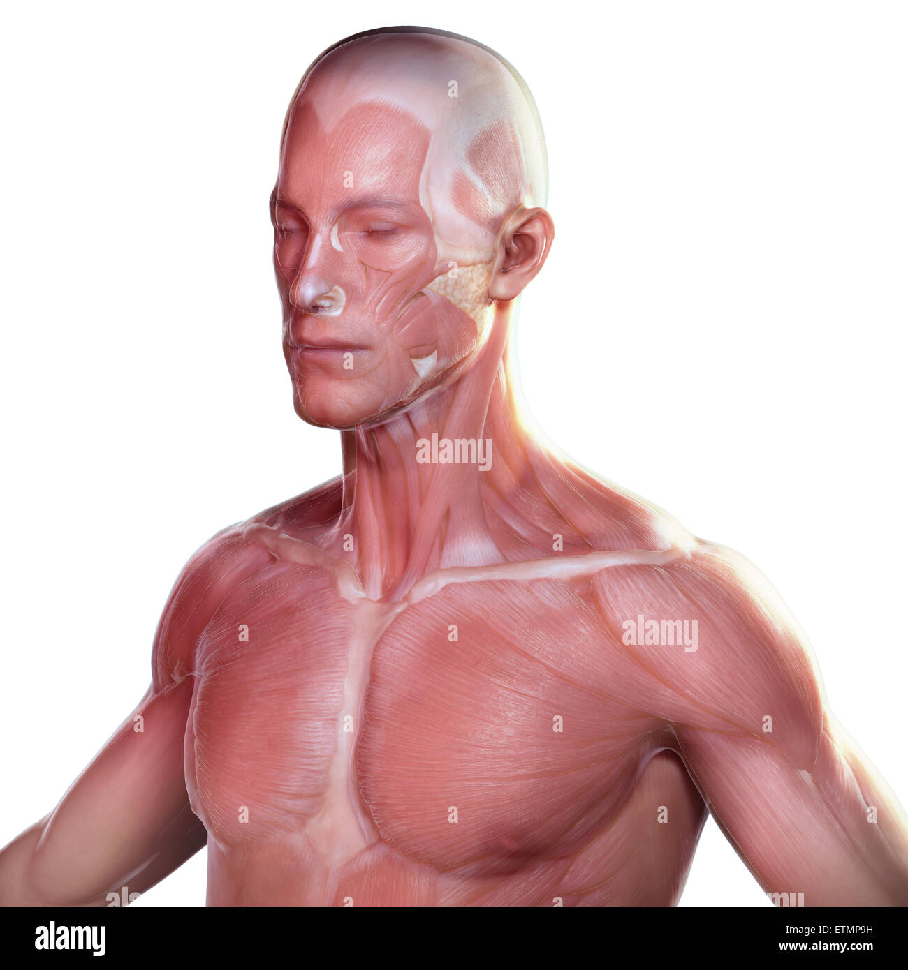 Conceptual image of the face and upper body with the musculature visible under the skin. Stock Photo