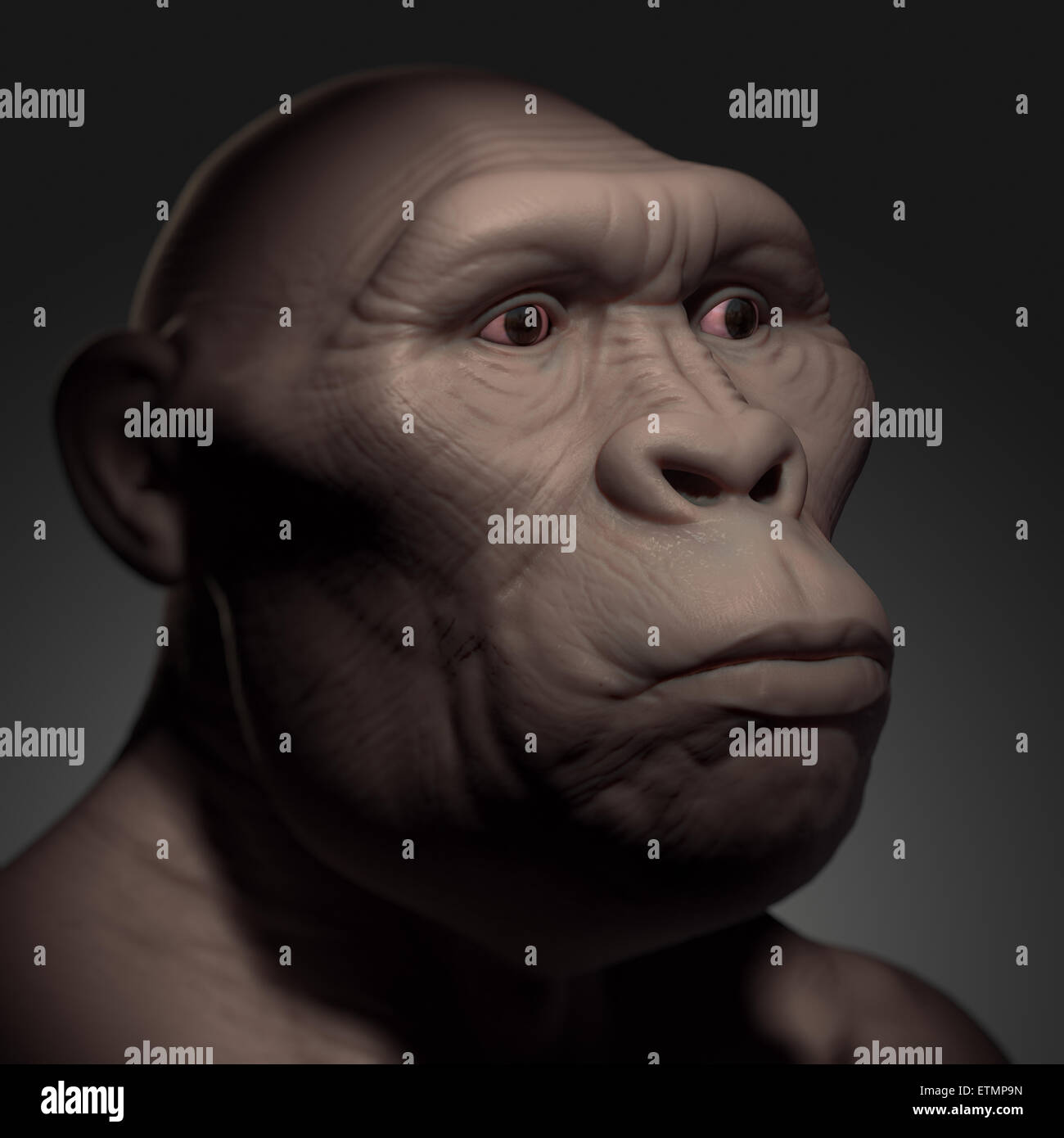 Depiction of an Australopithecus, an extinct genus of hominids and early ancestor to Homo Sapiens. Stock Photo