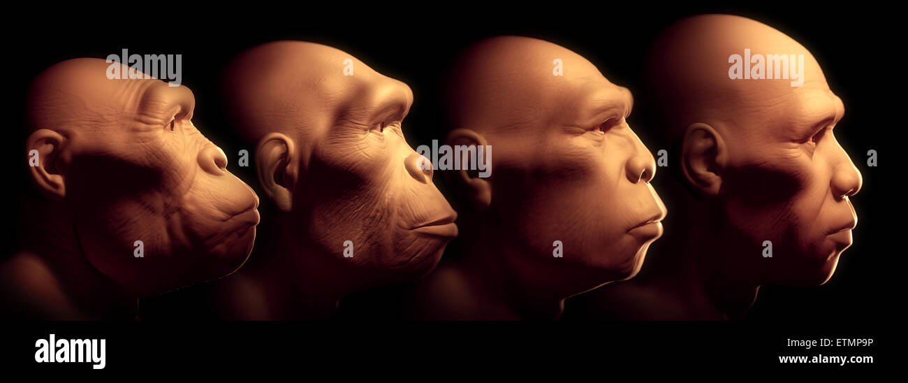 Conceptual image showing four stages of human evolution; Australopithecus, Homo Habilis, Homo Erectus and Homo Sapiens. Stock Photo