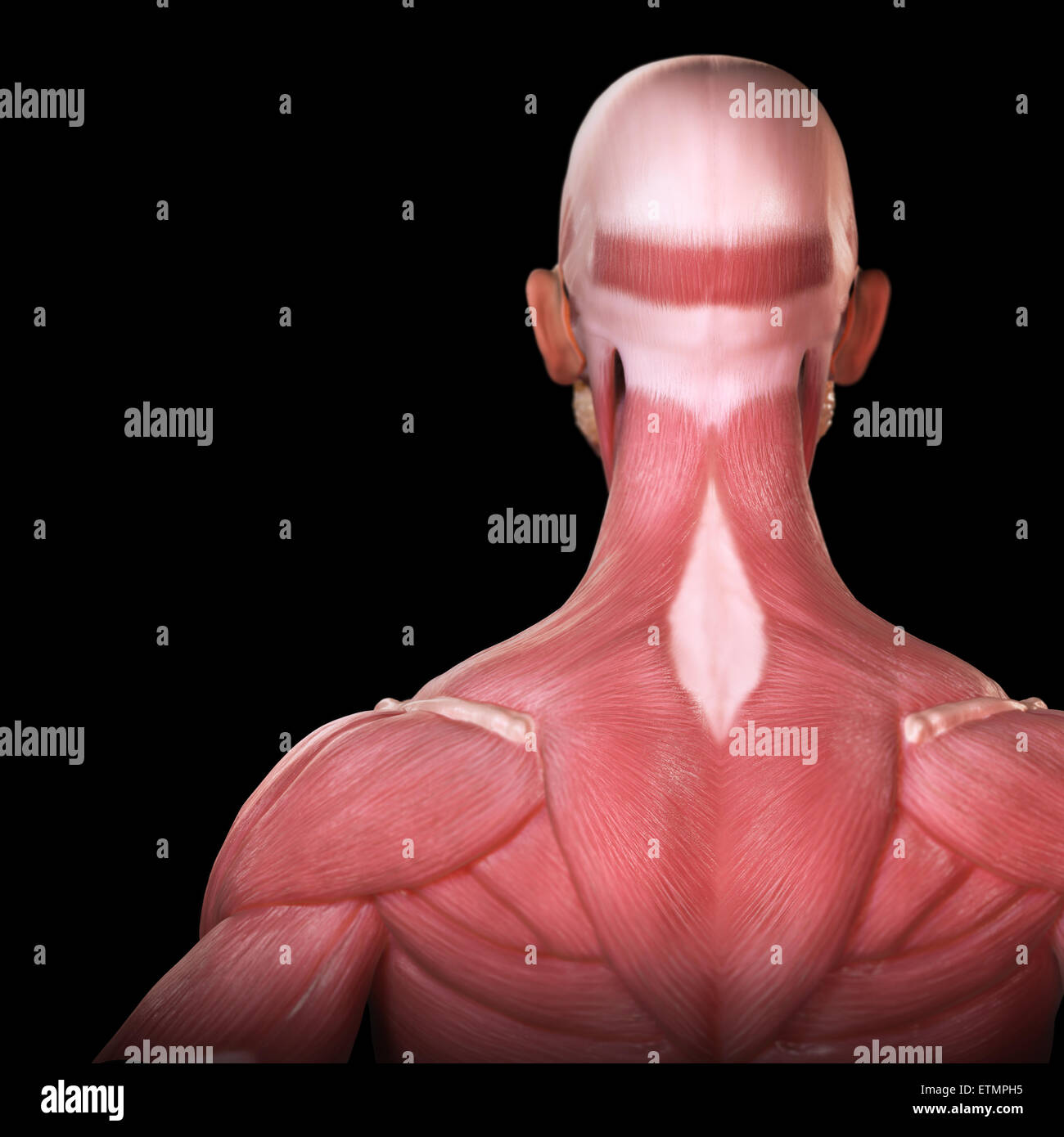 Shoulder Muscles Anatomy Stock Photos & Shoulder Muscles Anatomy Stock