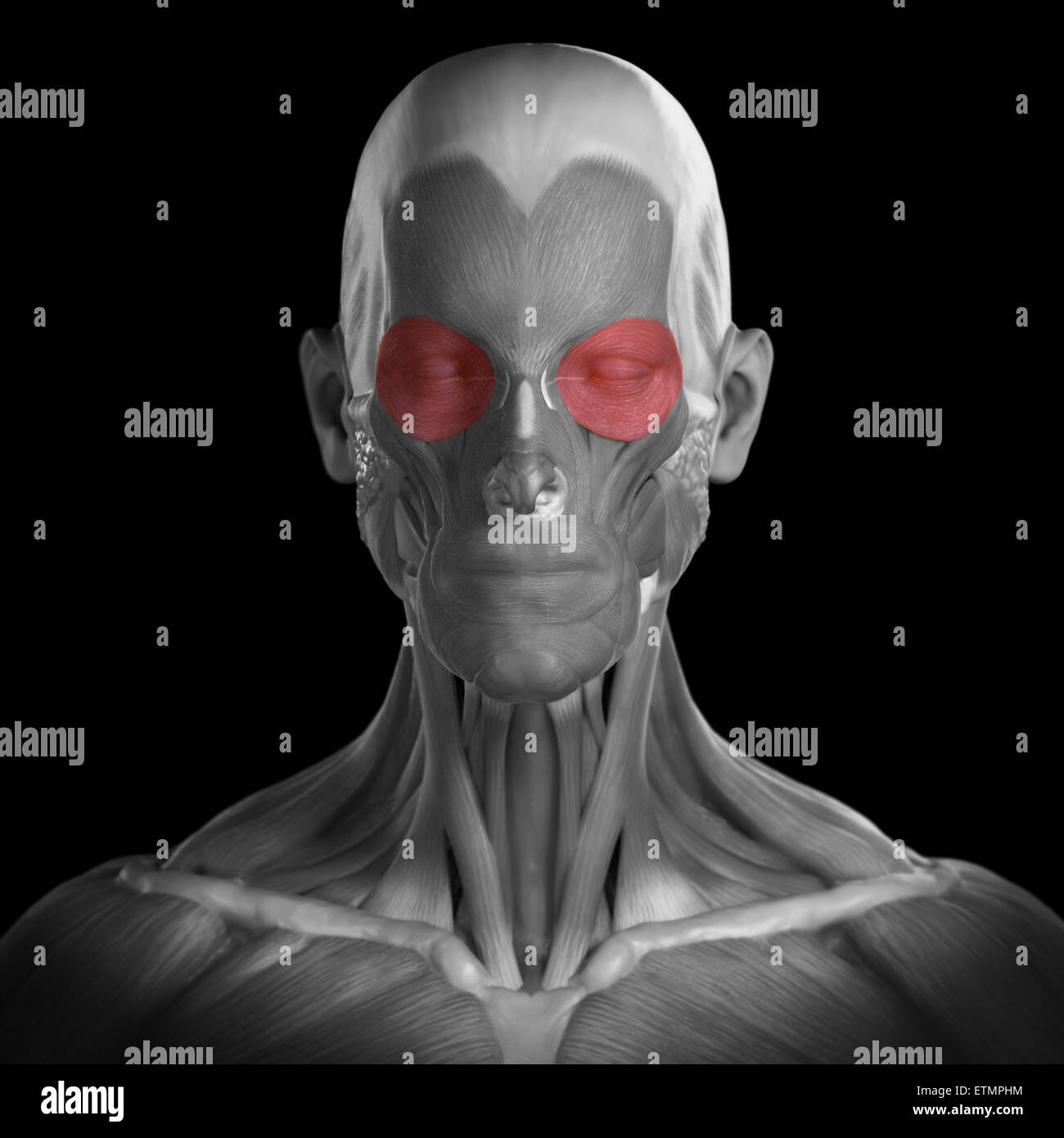 Conceptual image of the muscles of the face with the orbicularis oculi muscles highlighted. Stock Photo