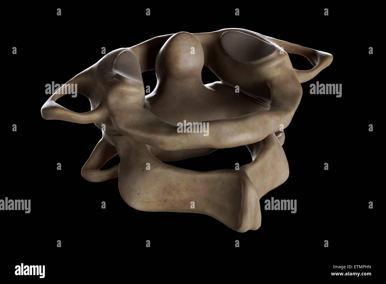 Illustration showing the atlas and axis vertebrae of the neck. Stock Photo