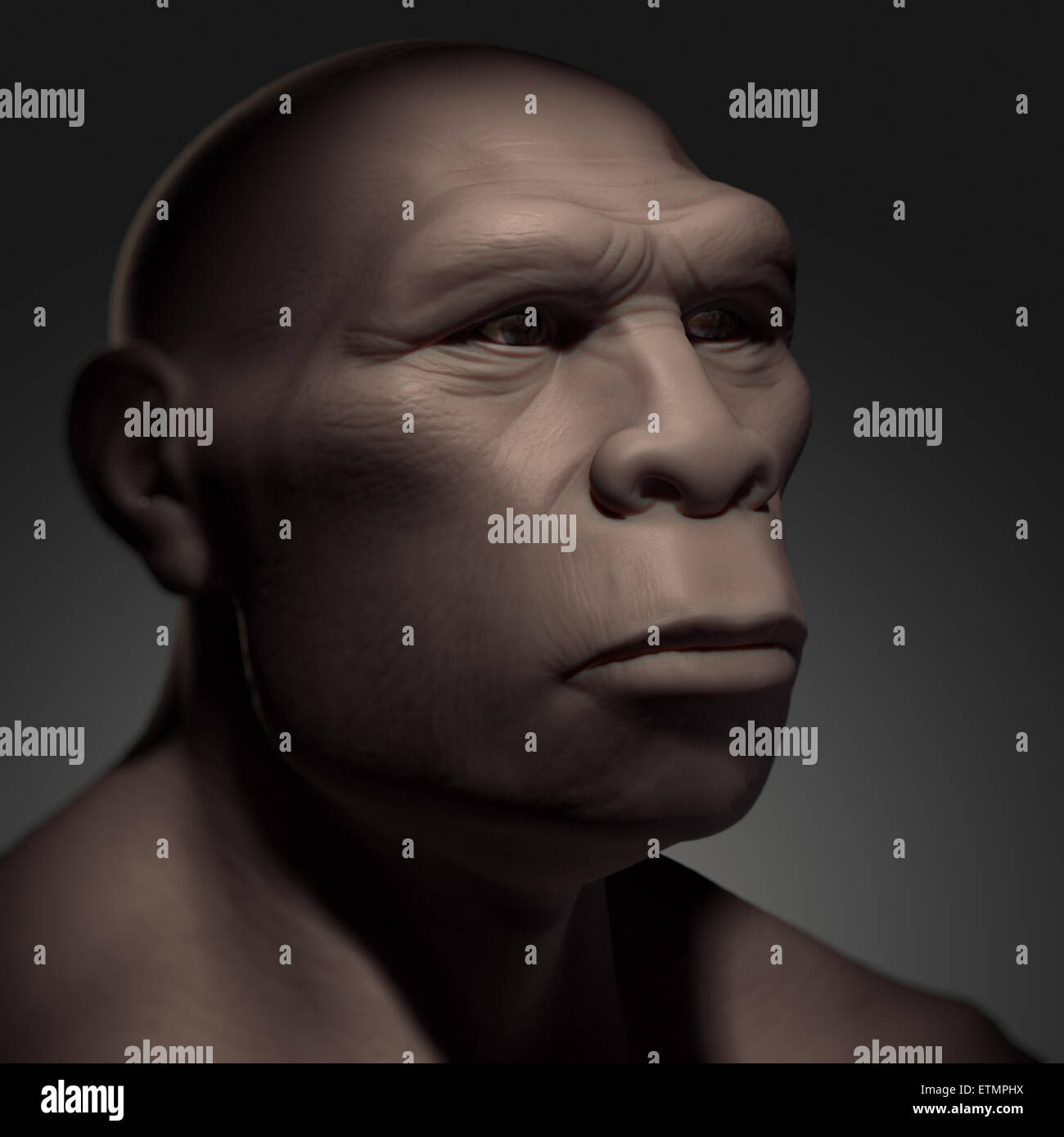 Depiction of a Homo Erectus, an extinct genus of hominids and ancestor to Homo Sapiens. Stock Photo