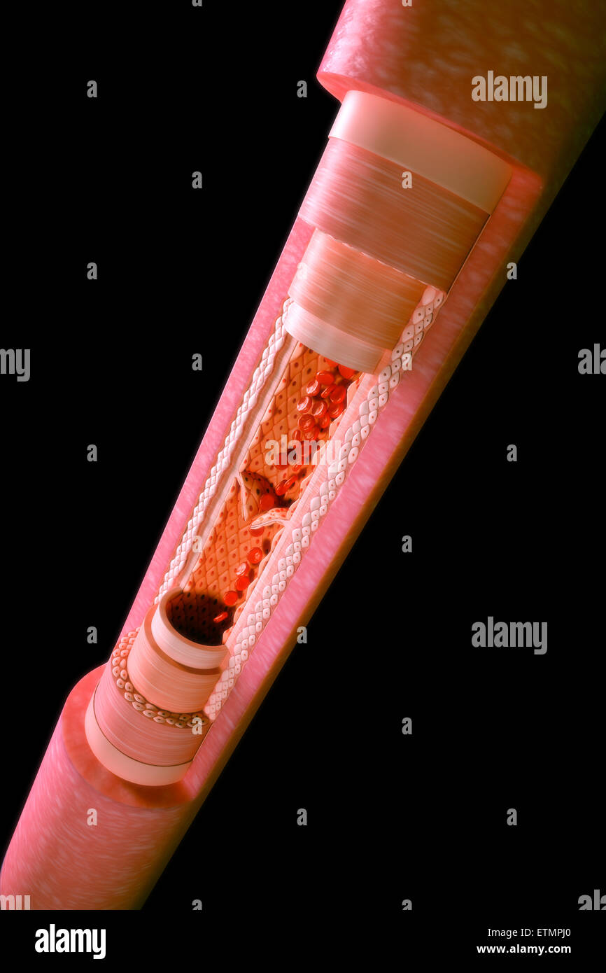 Illustration showing a vein with a cutaway section to reveal the internal anatomy, including valves and blood flow. Stock Photo