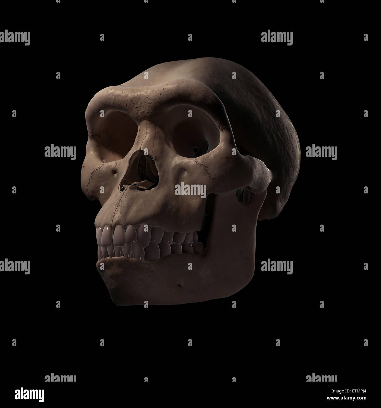 Illustration of a Homo Habilis skull.  Homo Habilis is an extinct genus of hominids and ancestor to Homo Sapiens. Stock Photo