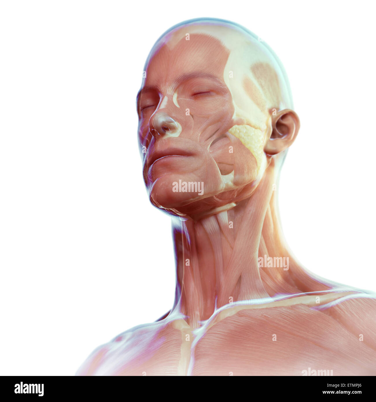 Conceptual image of the face with the musculature visible under the skin. Stock Photo