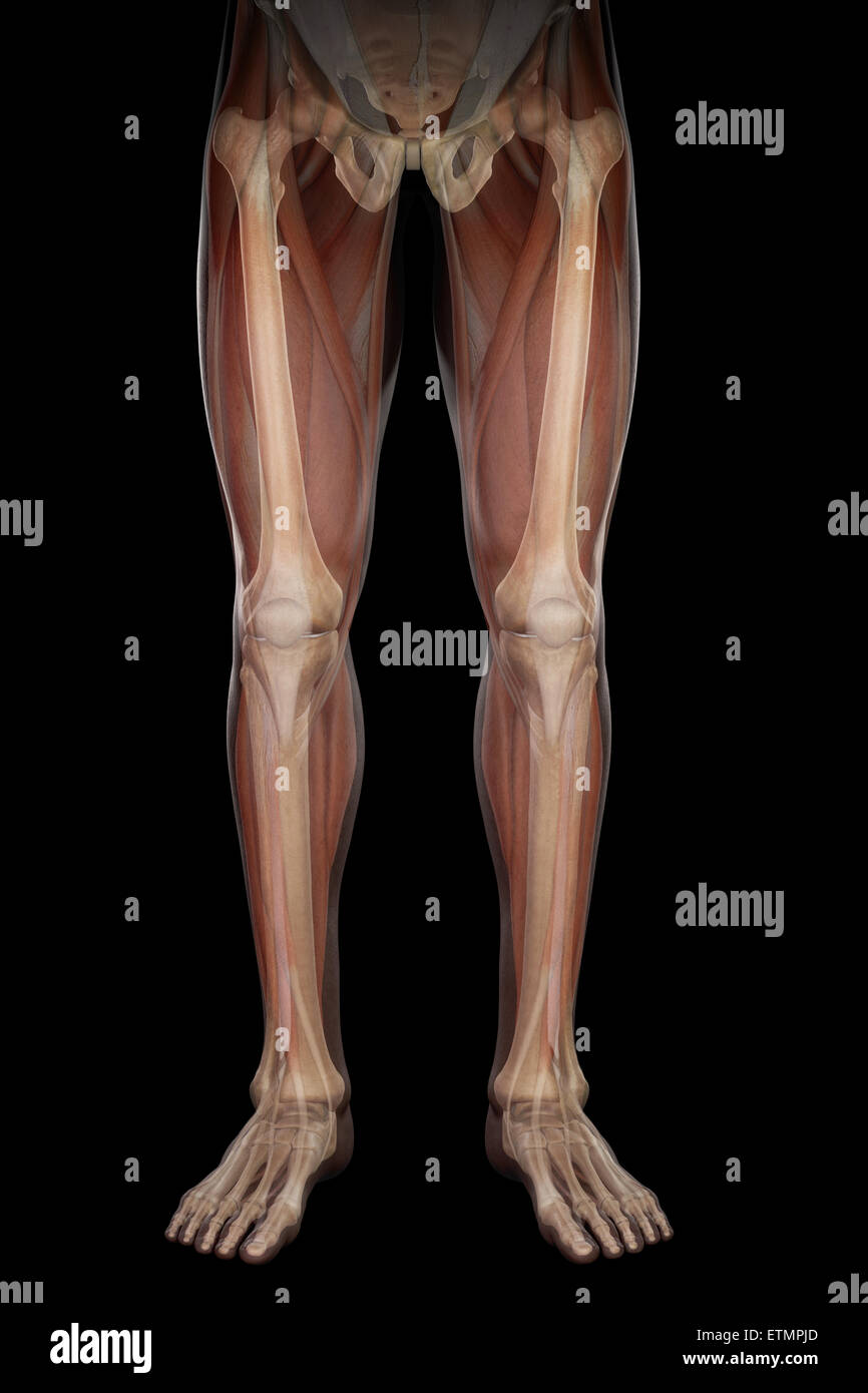 Illustration showing the musculature and skeletal structure of the legs, visible through skin. Stock Photo
