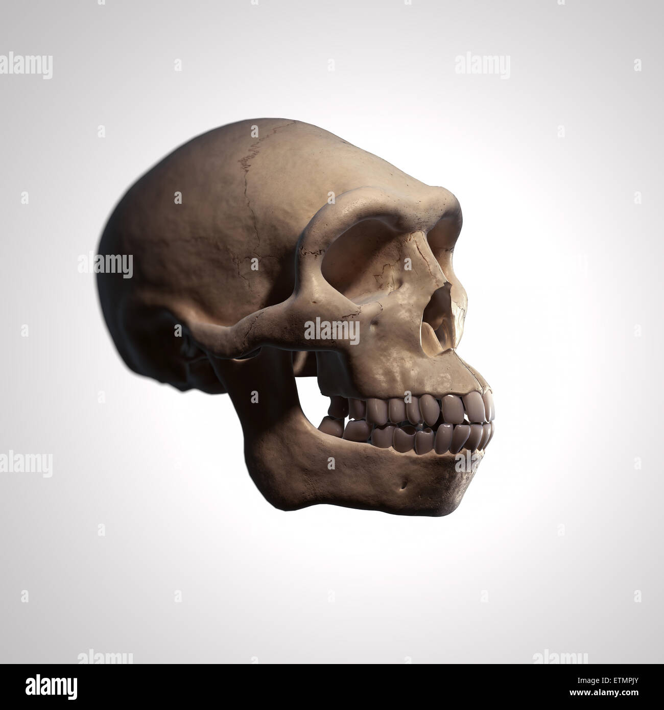 Illustration of a Homo Erectus skull.  Homo Erectus is an extinct genus of hominids and ancestor to Homo Sapiens. Stock Photo