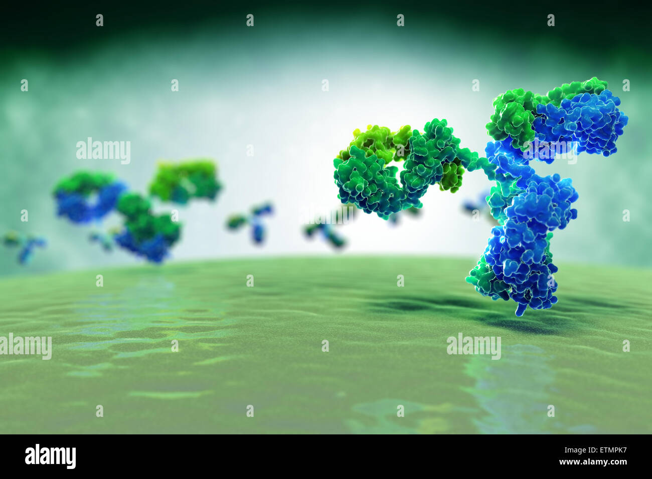 Stylized illustration of y-shaped antibody 1IGT, part of the human immune system. Stock Photo