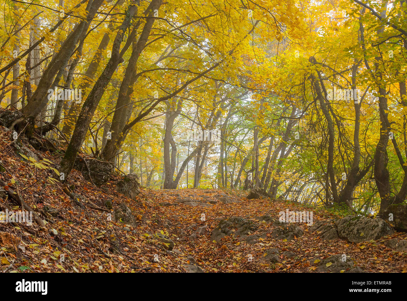 Mystical place in autumnal foggy forest Stock Photo