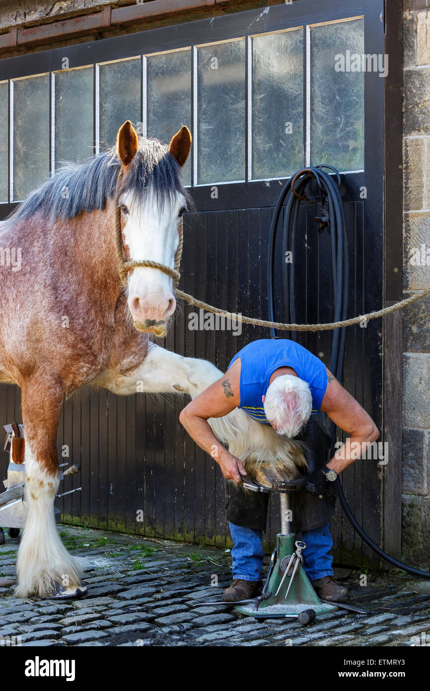 Farrier fitting a horse shoe onto the front hoof of a Clydesdale Horse