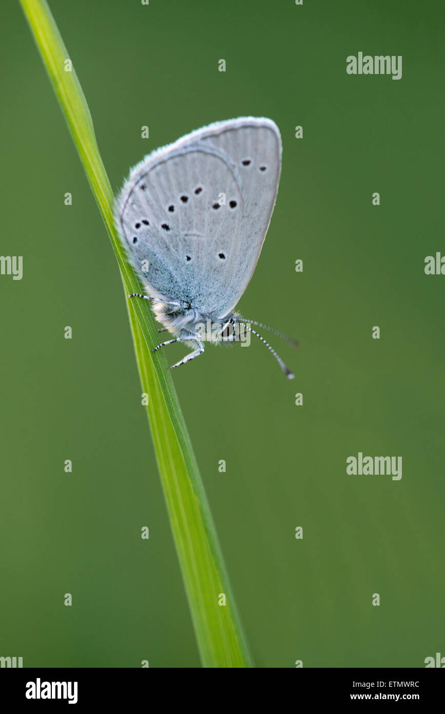 A Small Blue butterfly at Martin Down in Hampshire. Stock Photo