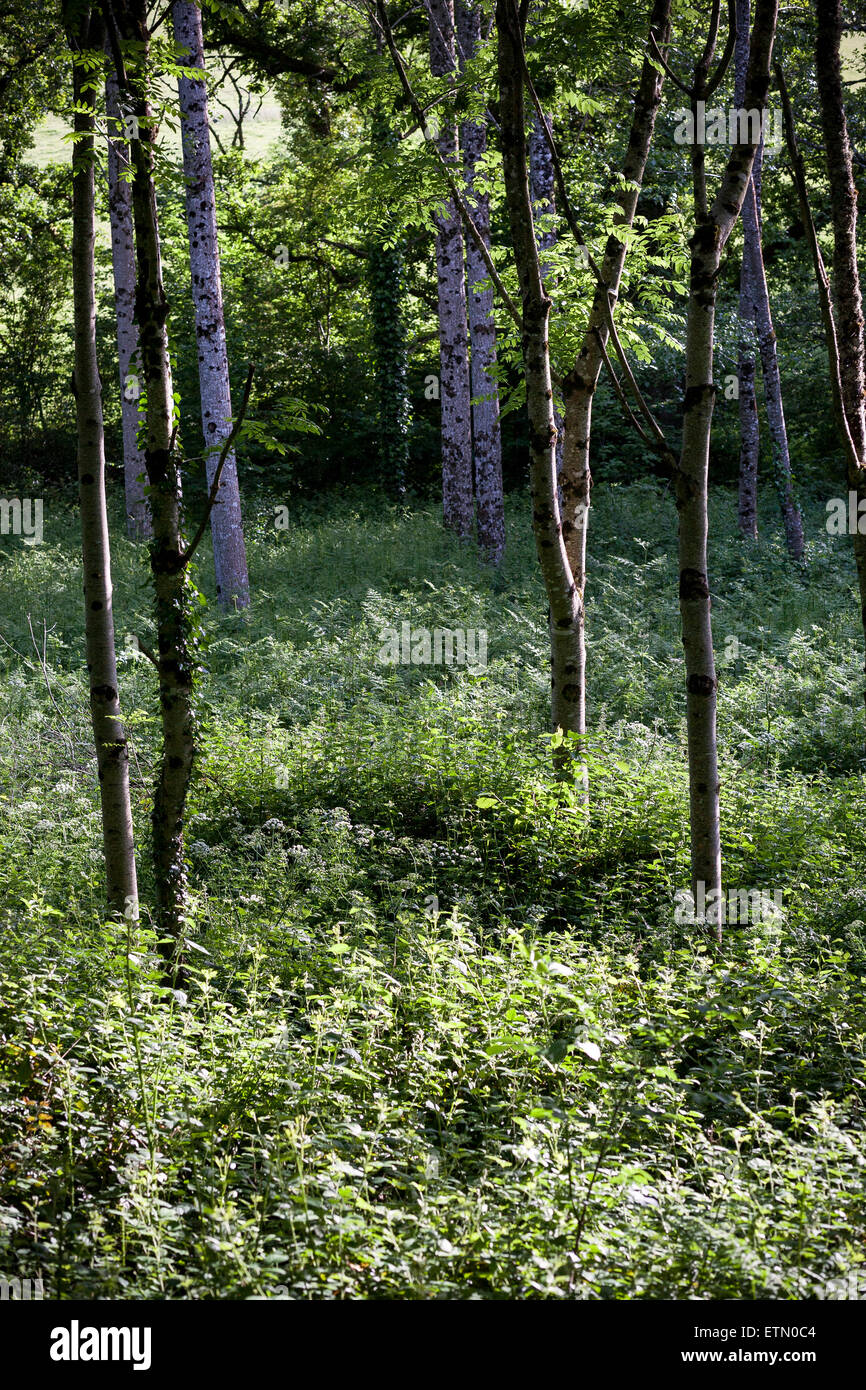 copse,woods,tick,ticks,copse,woods,tick,ticks,CopseLargeNational LandmarkForestConiferous Tree