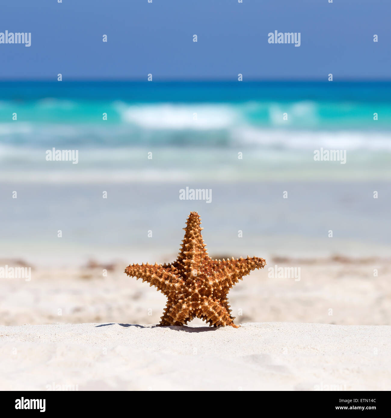 Bahamas- Close Up of a Red Thorny Sea Star on a White Sand Beach Stock  Photo - Image of background, shaped: 190829286