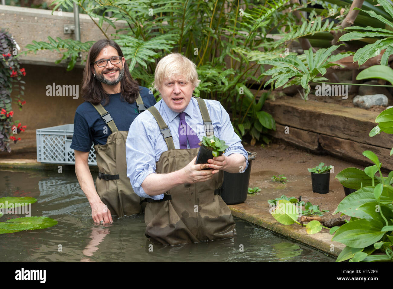 Boris Johnson, Mayor of London wears waders to plant Victoria Amazonica waterlilies, hybrid waterlilies and lotus plants at the Prince of Wales Conservatory in London’s Royal Botanical Gardens, Kew. The Mayor was joined by renowned horticulturalist, Carlos Magdalena (aka the Plant Messiah), the Kew apprentices and diploma students.  Featuring: Boris Johnson, Mayor of London Where: London, United Kingdom When: 16 Mar 2015 Credit: Peter Maclaine/WENN.com Stock Photo