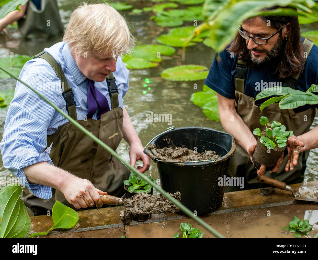 Boris Johnson, Mayor of London wears waders to plant Victoria Amazonica waterlilies, hybrid waterlilies and lotus plants at the Prince of Wales Conservatory in London’s Royal Botanical Gardens, Kew. The Mayor was joined by renowned horticulturalist, Carlos Magdalena (aka the Plant Messiah), the Kew apprentices and diploma students.  Featuring: Boris Johnson, Mayor of London Where: London, United Kingdom When: 16 Mar 2015 Credit: Peter Maclaine/WENN.com Stock Photo