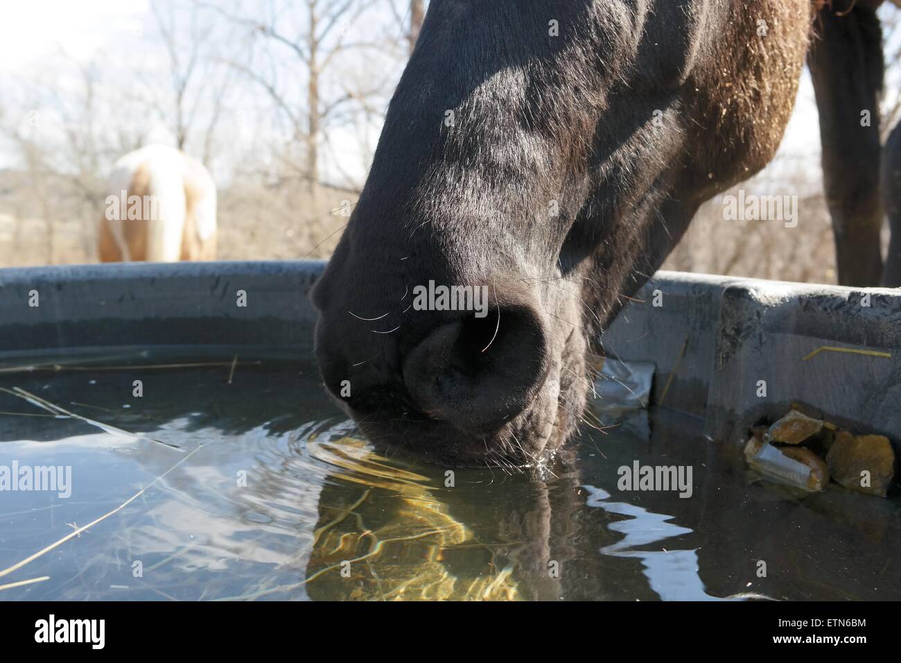 Horse drinking from a water trough Stock Photo Alamy