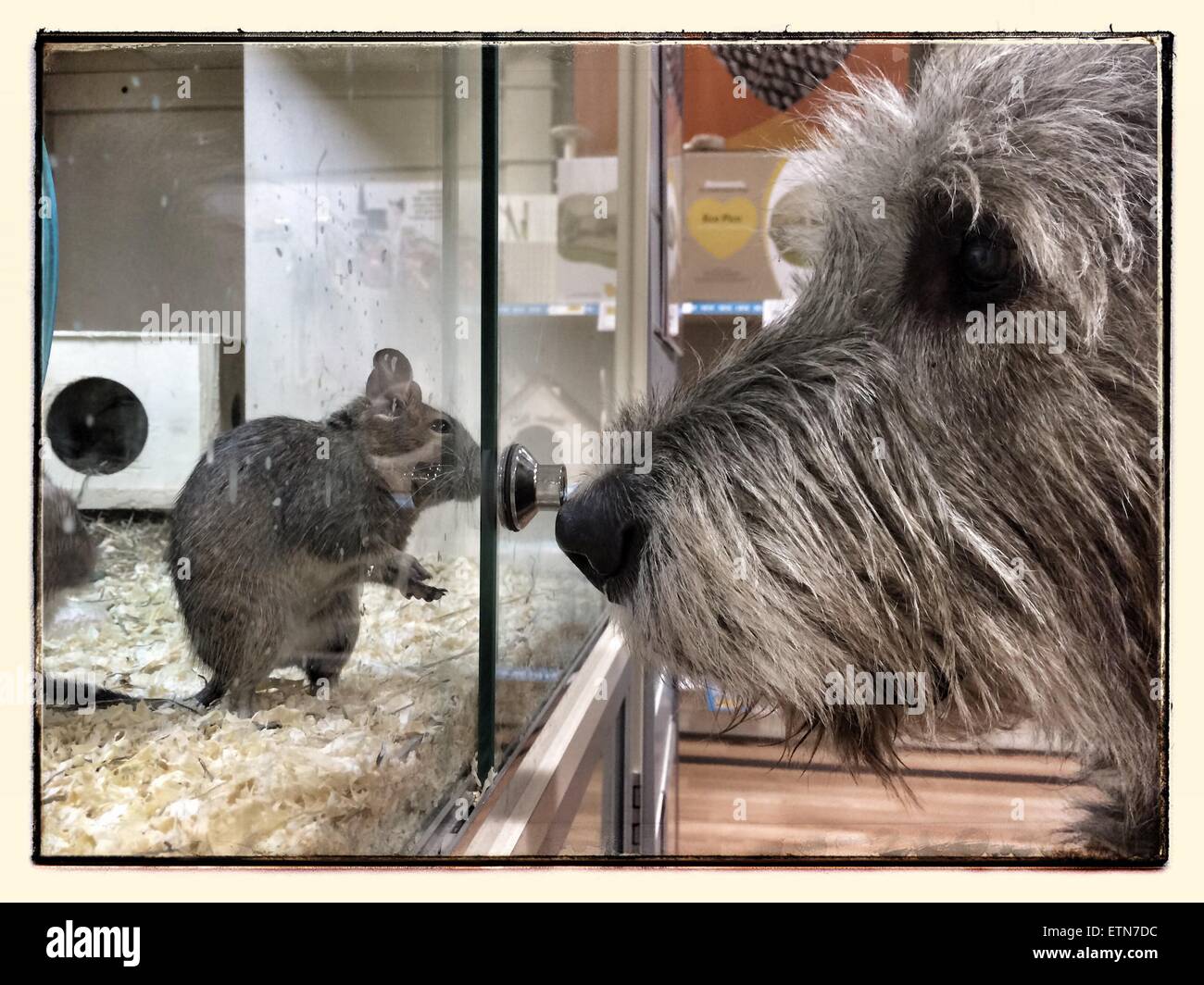 pet store mouse