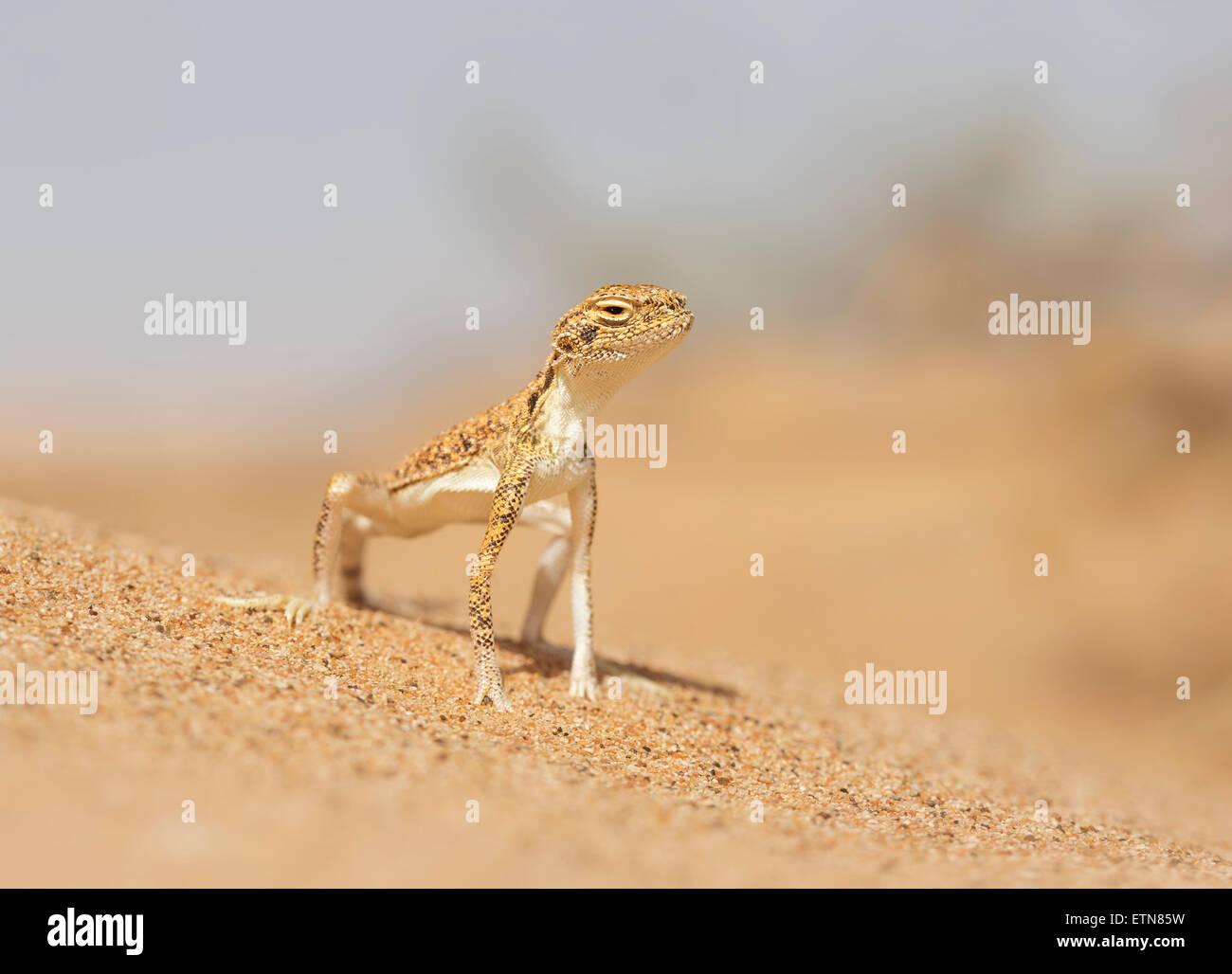 Arabian toad-headed agama (Phrynocephalus arabicus), Sharjah, UAE Stock Photo