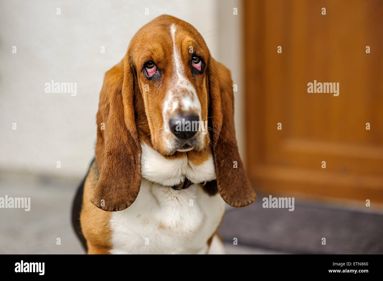 Portrait of a basset hound dog Stock Photo