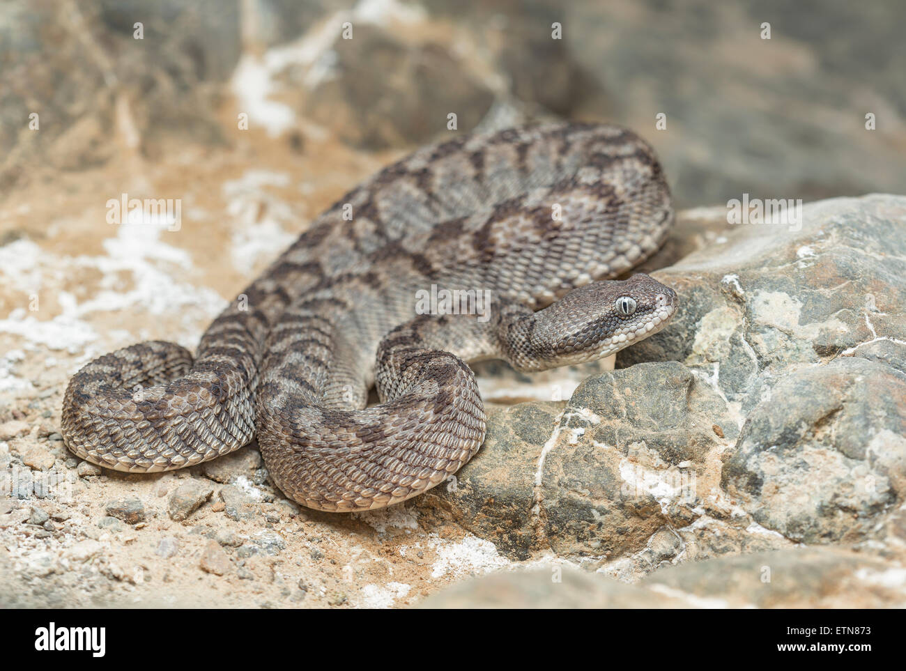A wild Oman saw-scaled viper (Echis omanensis), Sharjah, UAE Stock Photo