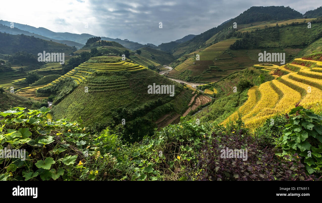 Rice fields, Mu Cang Chai, YenBai, Vietnam Stock Photo