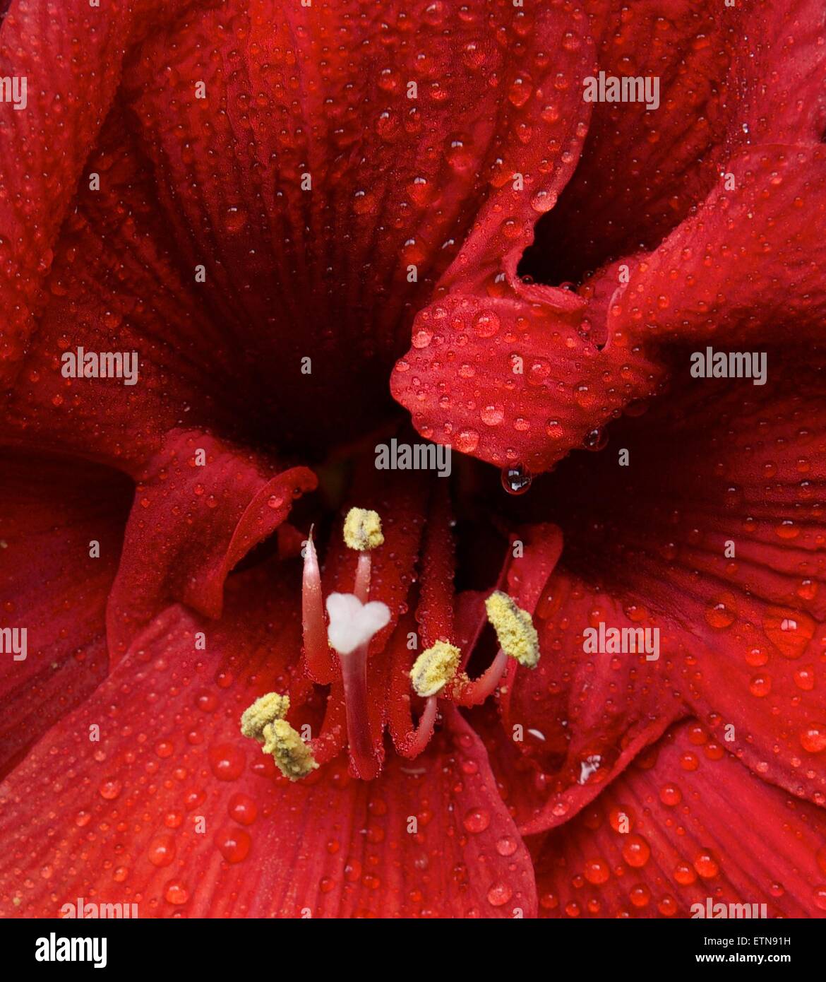 Close-up of a red Amaryllis flower Stock Photo
