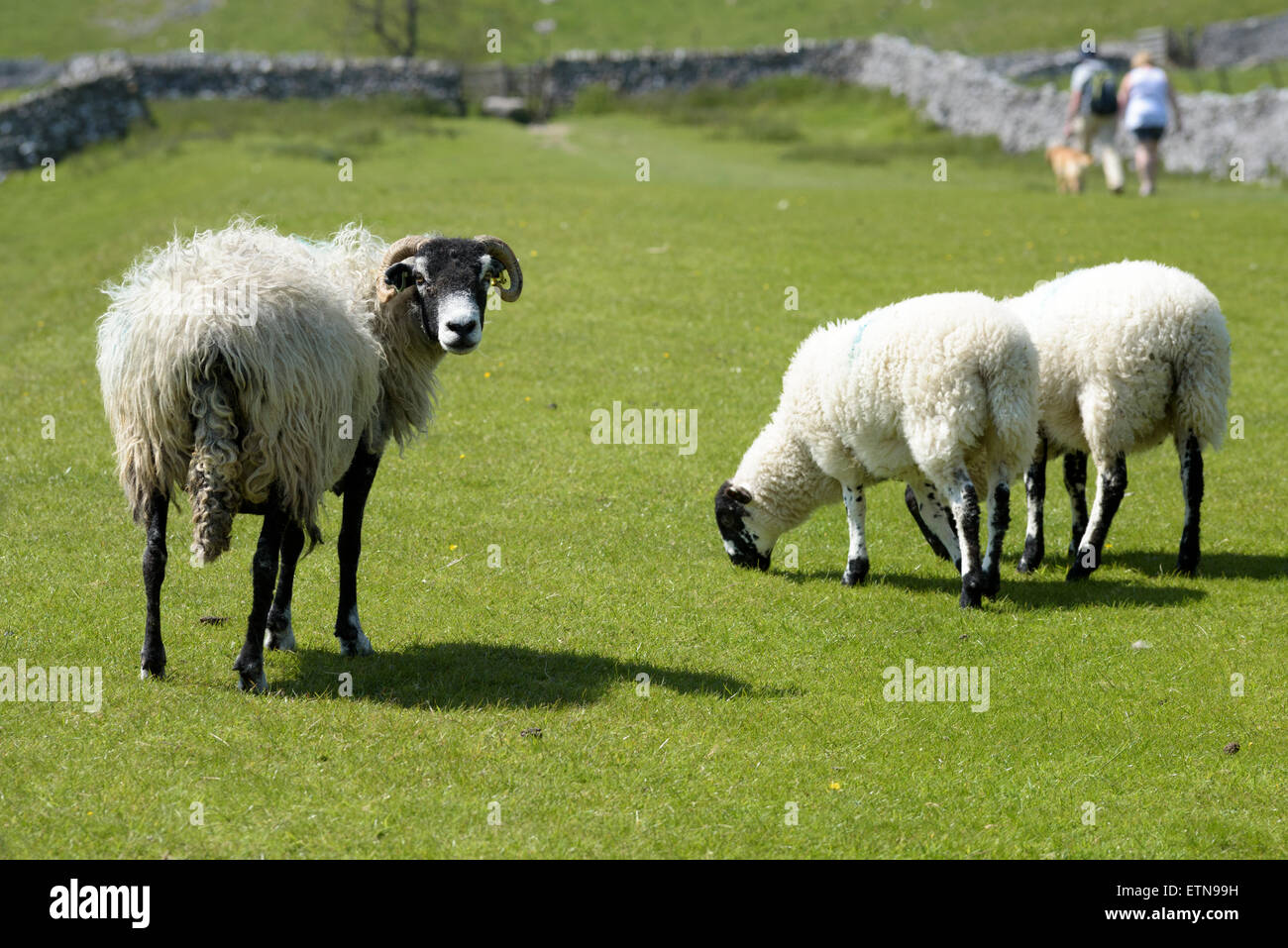 Two walkers with their dog walk past a Swaledale ewe and two grazing lambs, near Malham, North Yorkshire, England Stock Photo