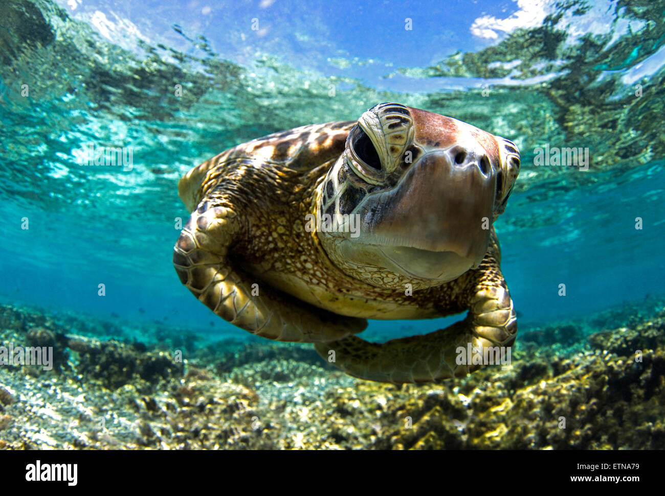 Close-up shot underwater of a turtle swimming in the reef, Queensland, Australia Stock Photo